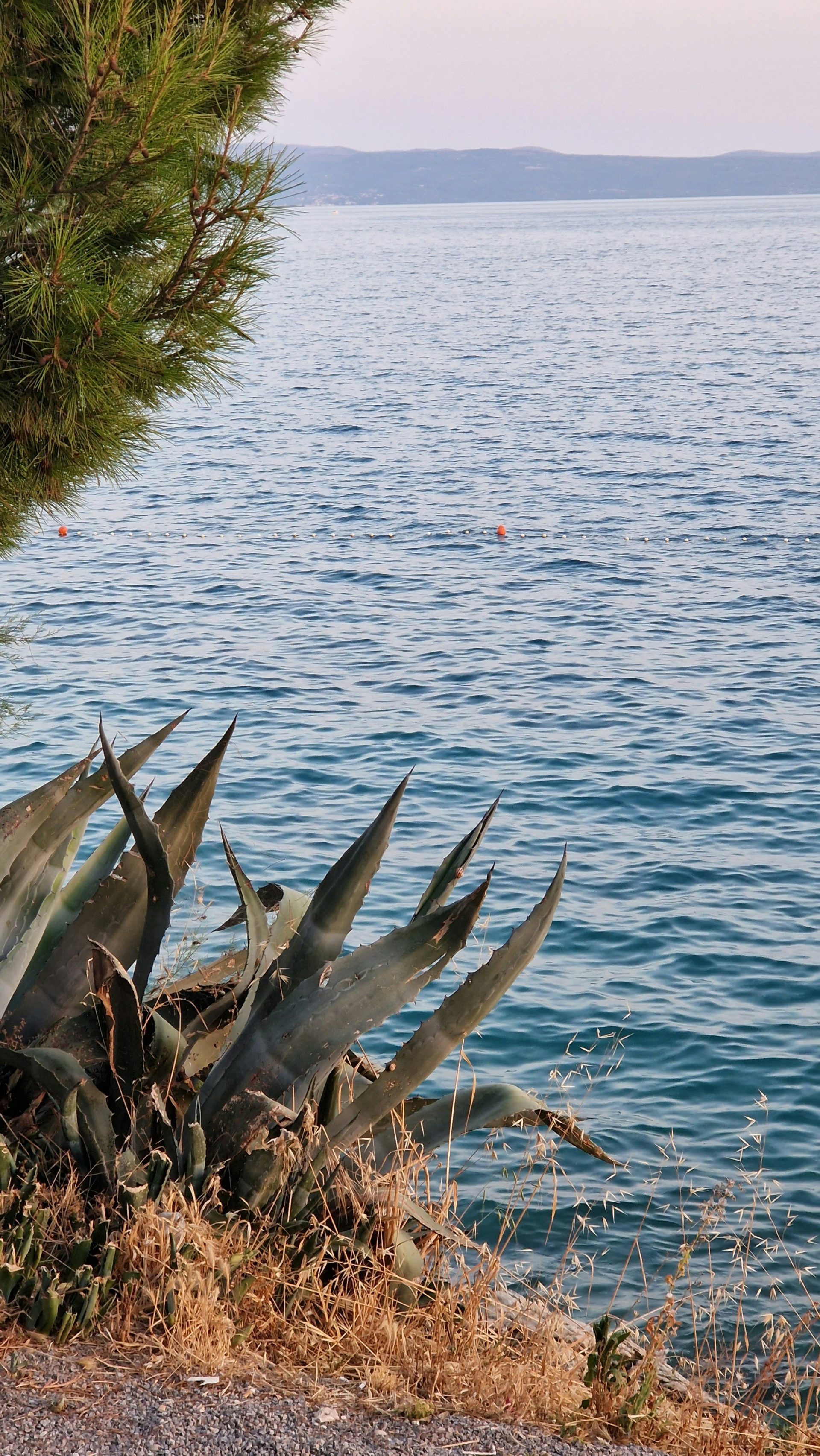 a group of succulents on the shore of a lake